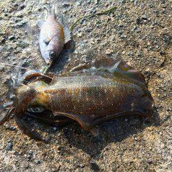 久々のアオリキャッチと痛恨のミス！